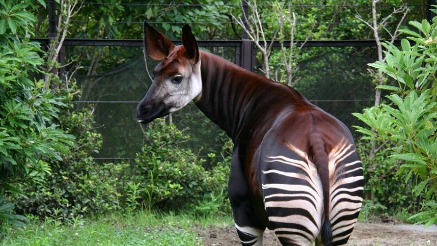 よこはま動物園 ズーラシア 入園お引換券2枚とグッズお引換券1枚