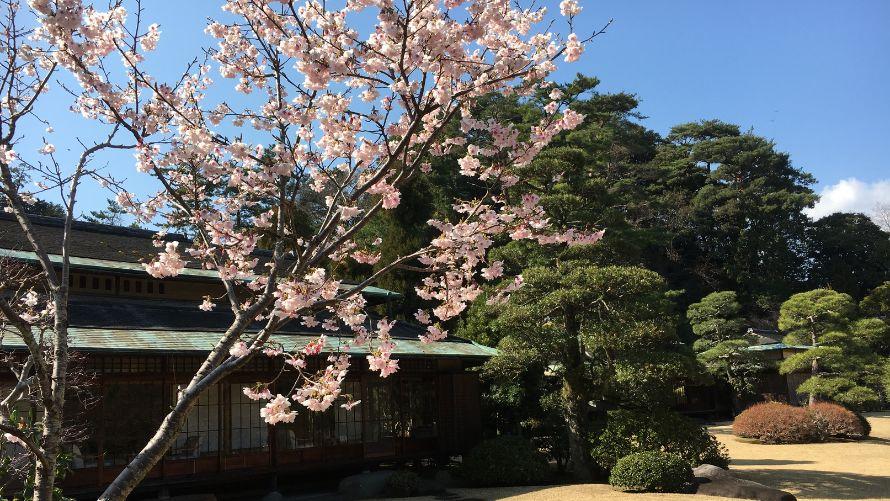 桜 の名所 伊豆長岡温泉 三養荘