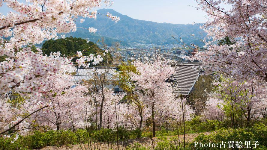 サクラ山でしか味わえない眺望にうっとり