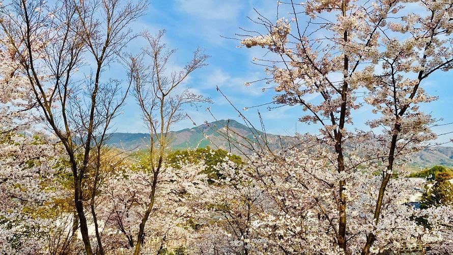 妙満寺の森  サクラ山から望む比叡山の山並み