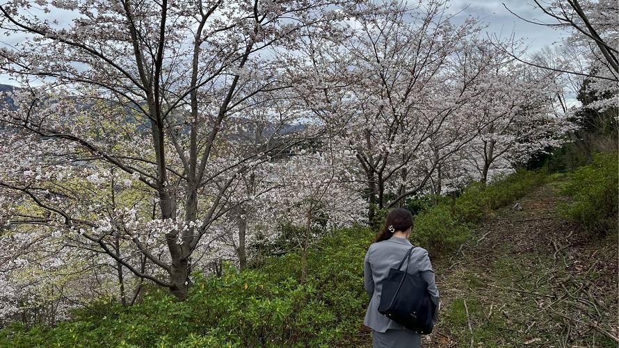 一般非公開エリアの桜道