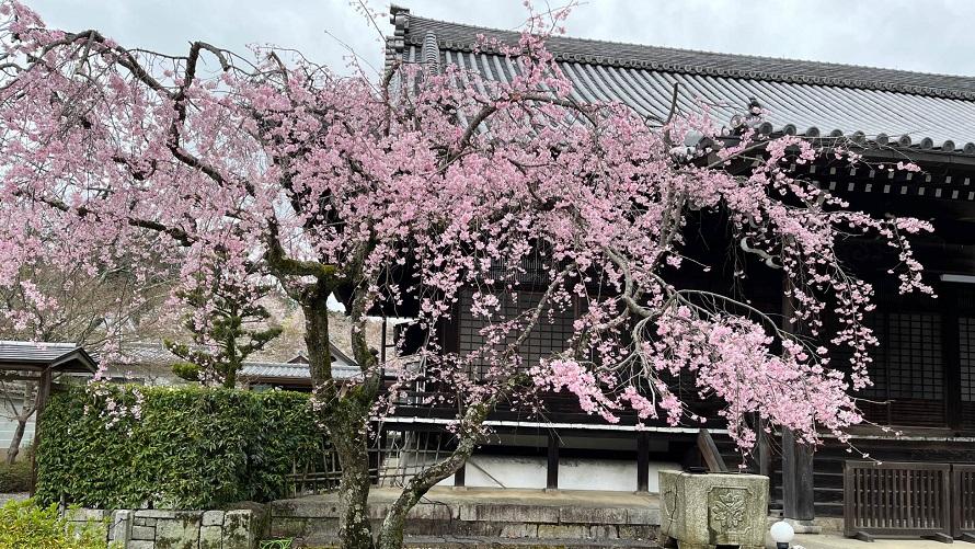 大書院を中心とした一角の妙満寺桜園