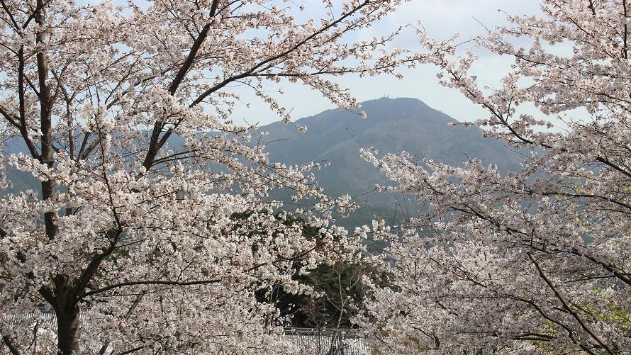 【ご宿泊者さま限定】一般非公開エリア探訪 “妙満寺の森 サクラ山”鑑賞ツアー