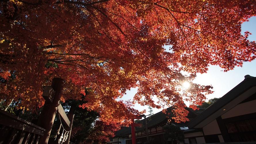 下鴨神社の紅葉の様子