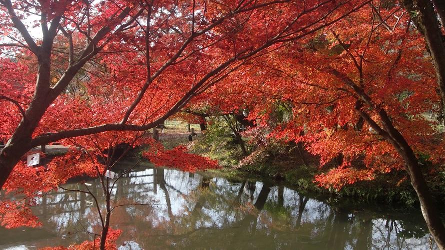 京都府立植物園内には約1000本の木々が紅葉します