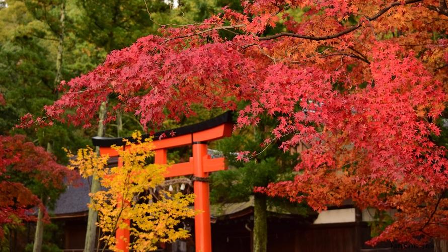 上賀茂神社の紅葉の様子