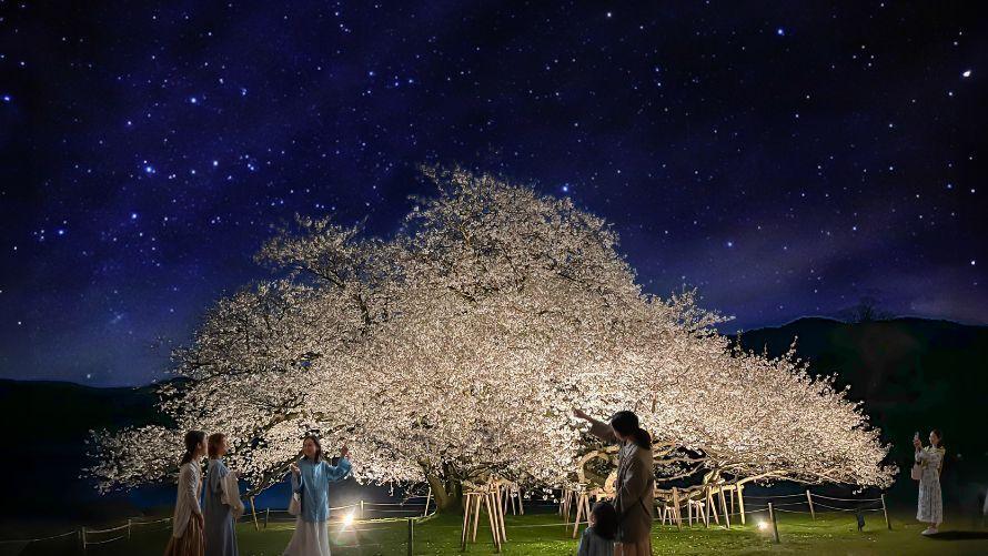 箱根園　湖畔の1本桜