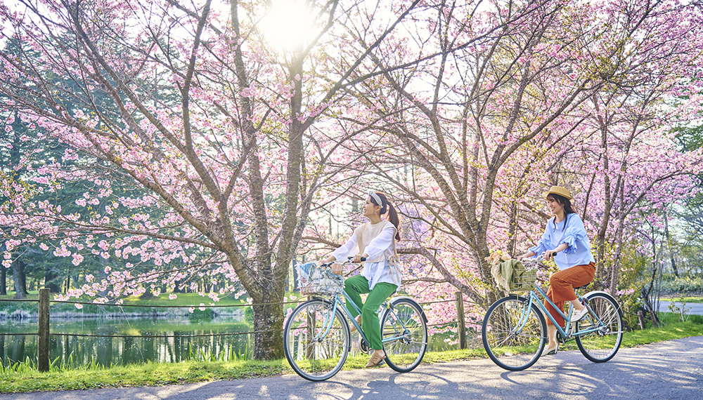 遅咲きの桜を楽しむ　お部屋でお花見ステイプラン