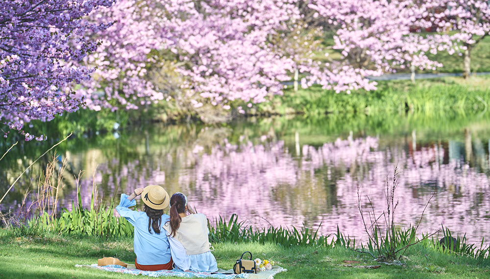 遅咲きの桜を楽しむ　お部屋でお花見ステイプラン