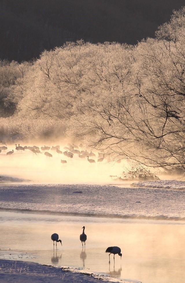 早朝の雪裡川とタンチョウ