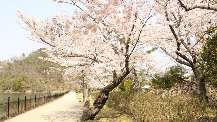 宝か池公園の桜