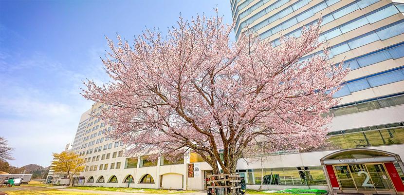 春の苗場イメージ