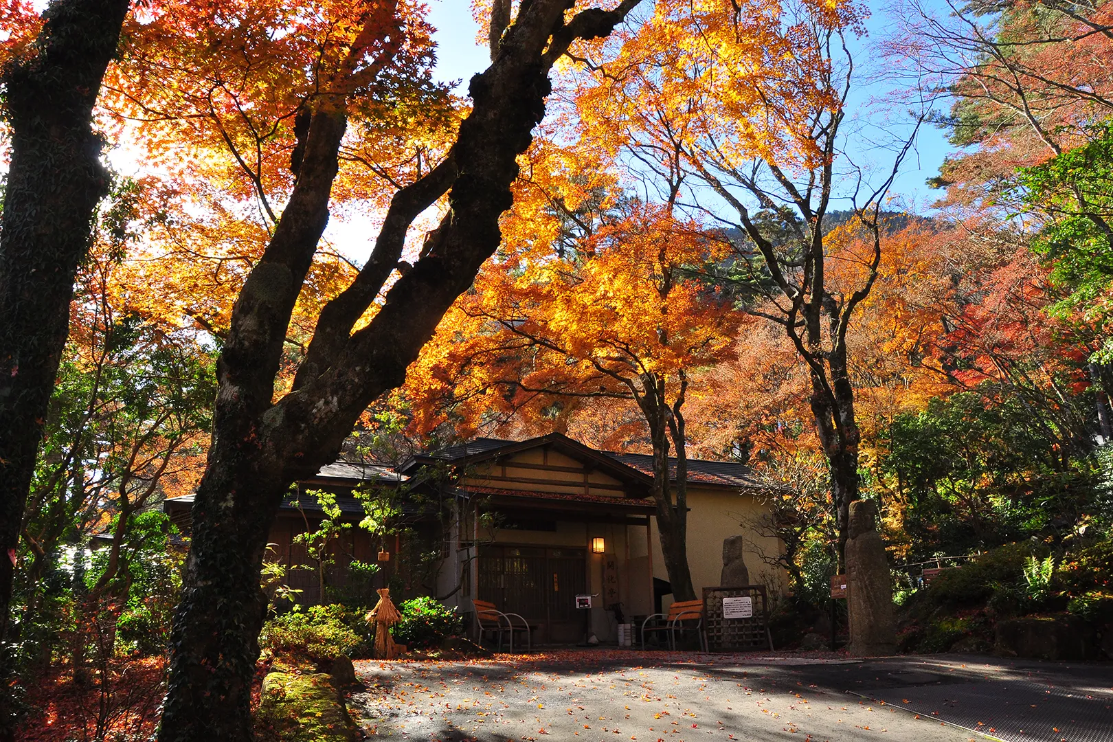 「箱根町　岡田美術館の食事処　開化亭前の鮮やかな紅葉」