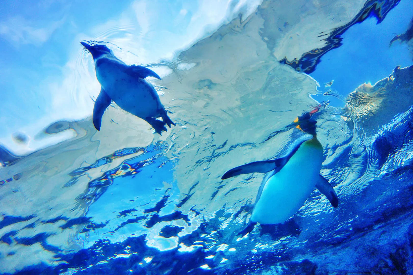 旭山動物園 青空を泳ぐペンギン