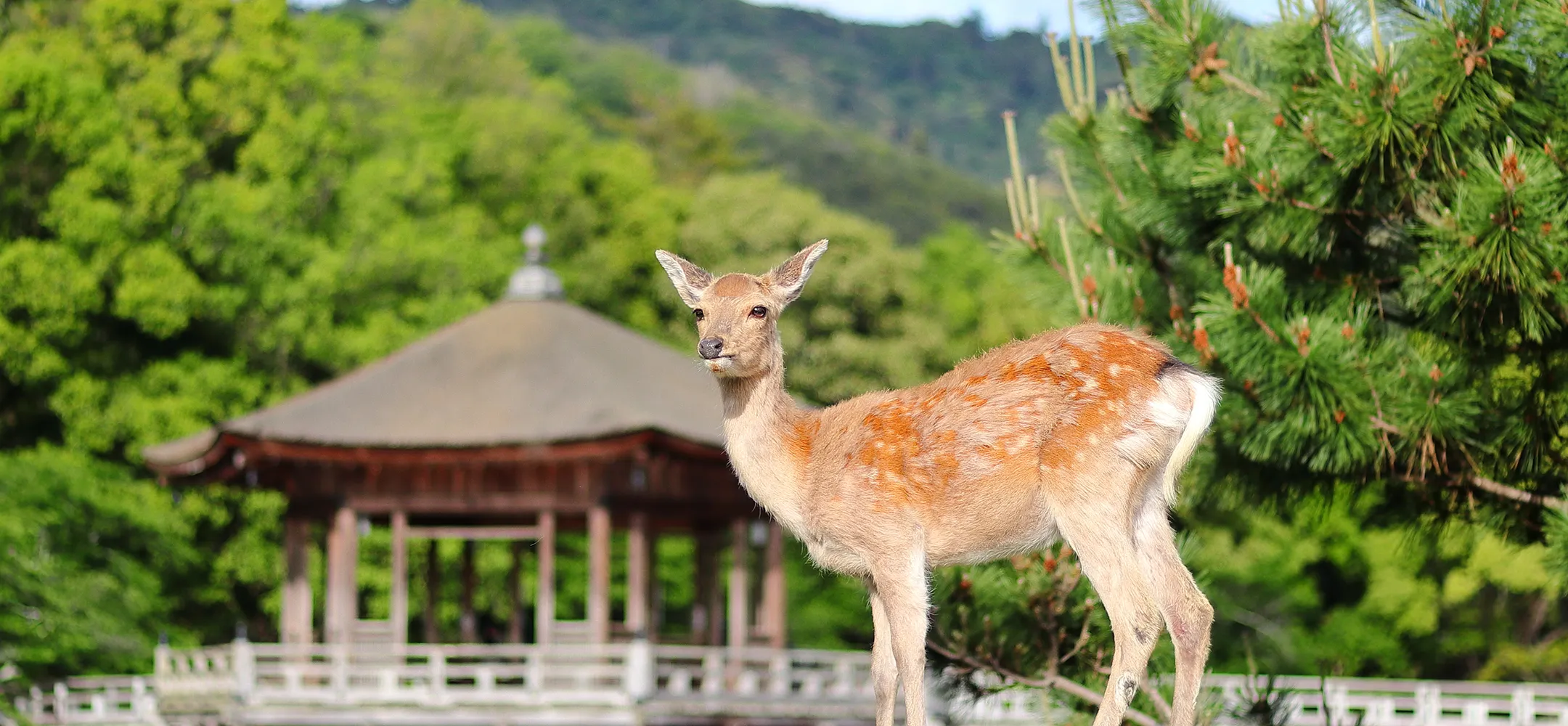 奈良公園の鹿／浮見堂