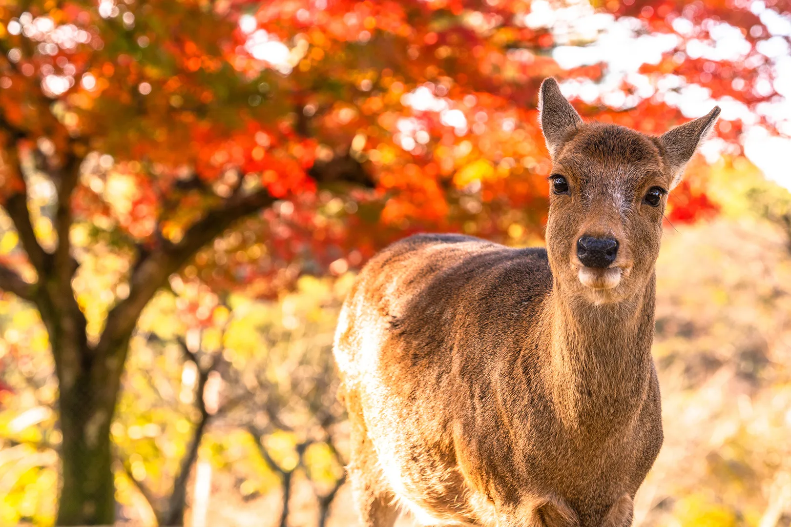 《奈良県》鹿と紅葉・秋の奈良公園