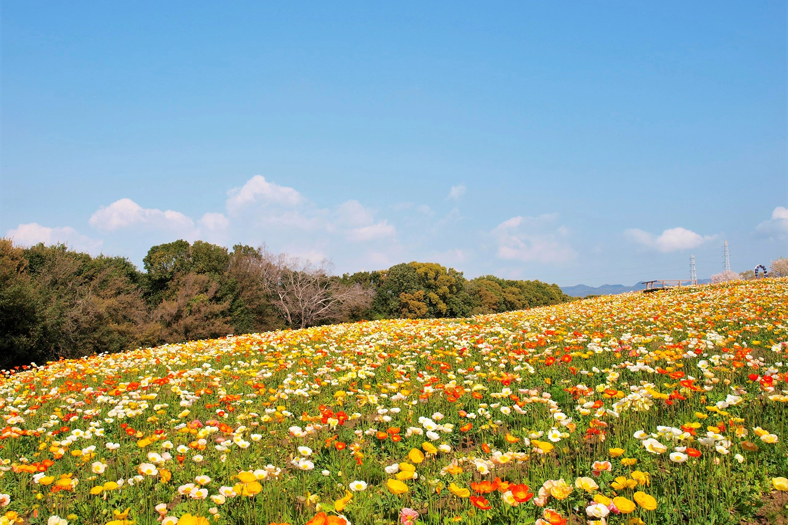 「名前の通り、四季折々の花々でにぎわう花の丘」