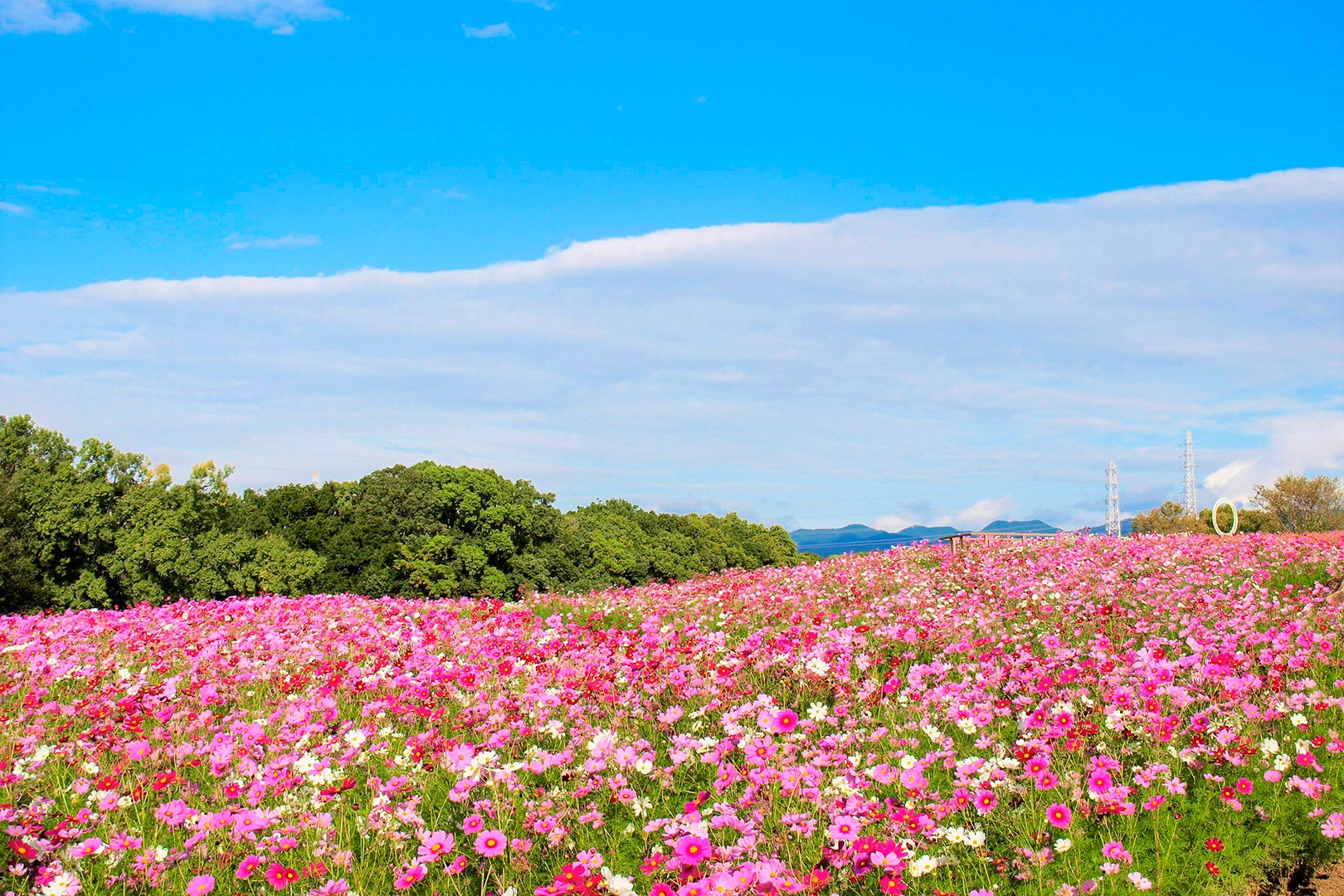 名前の通り、四季折々の花々でにぎわう花の丘