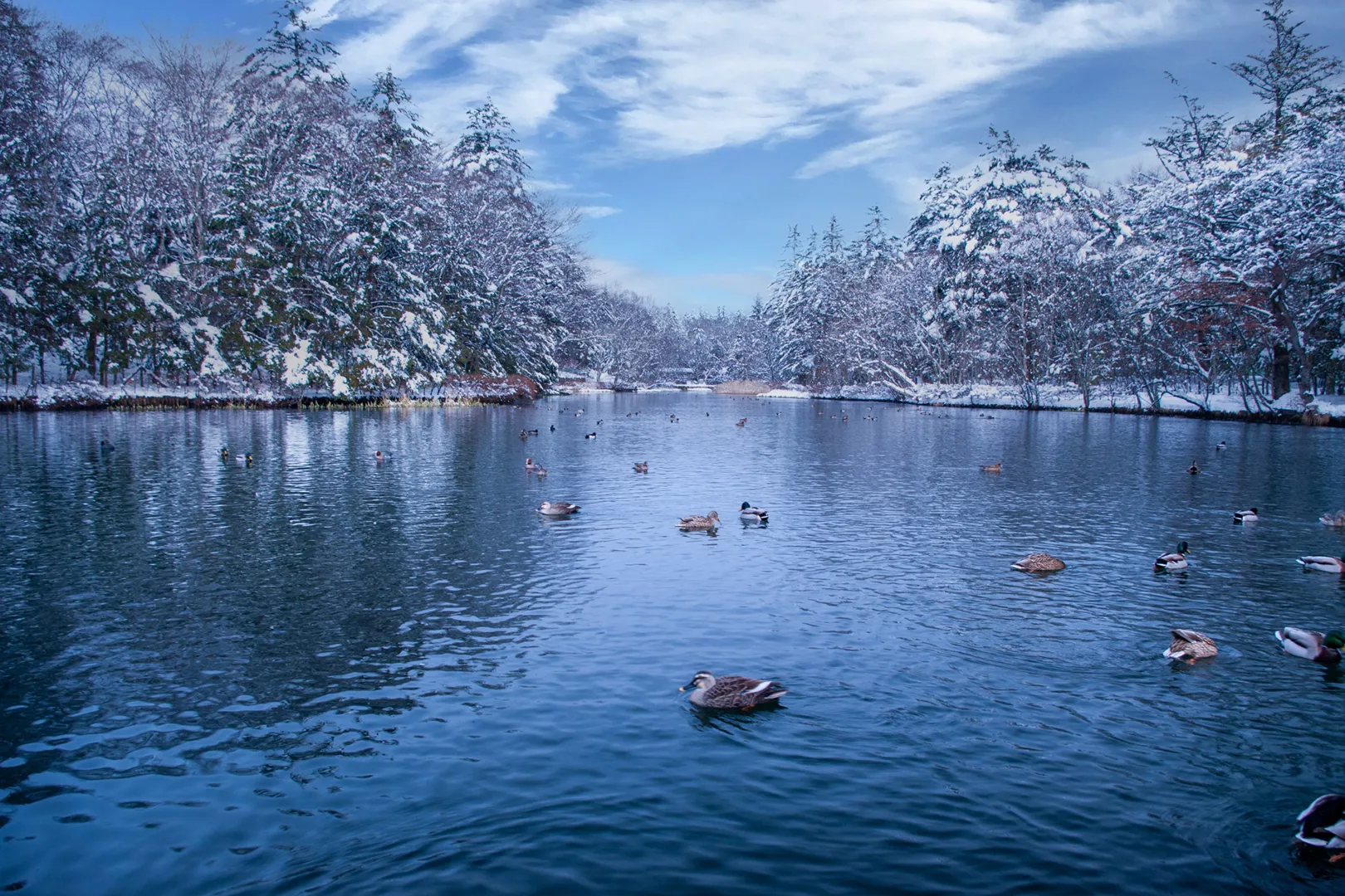 雪の雲場池