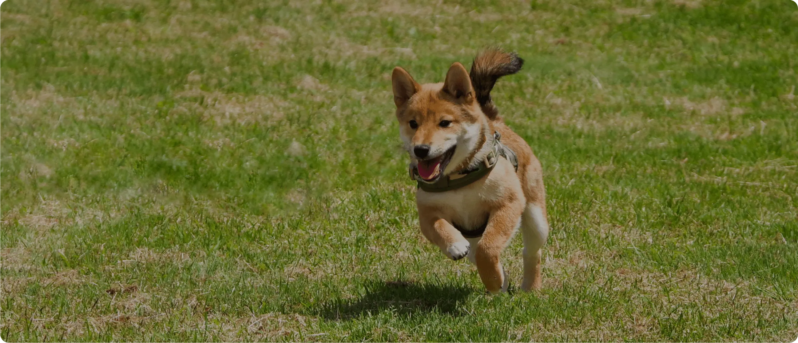 標⾼1,100ｍの⾼原リゾートでワンちゃんとのびのび過ごす休⽇