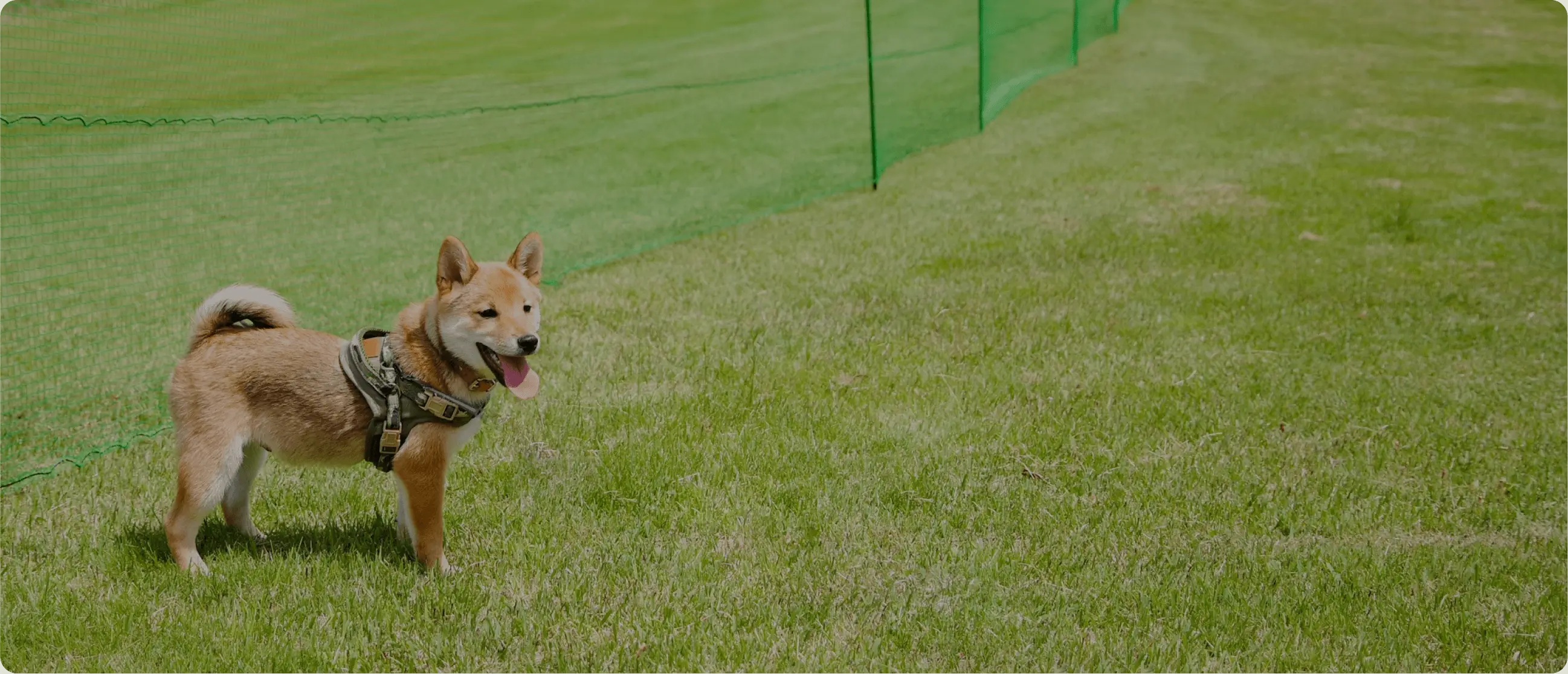 標⾼1,100ｍの⾼原リゾートでワンちゃんとのびのび過ごす休⽇