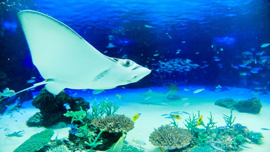 夜のサンシャイン水族館貸し切り付き 2泊3日オールインクルーシブプラン