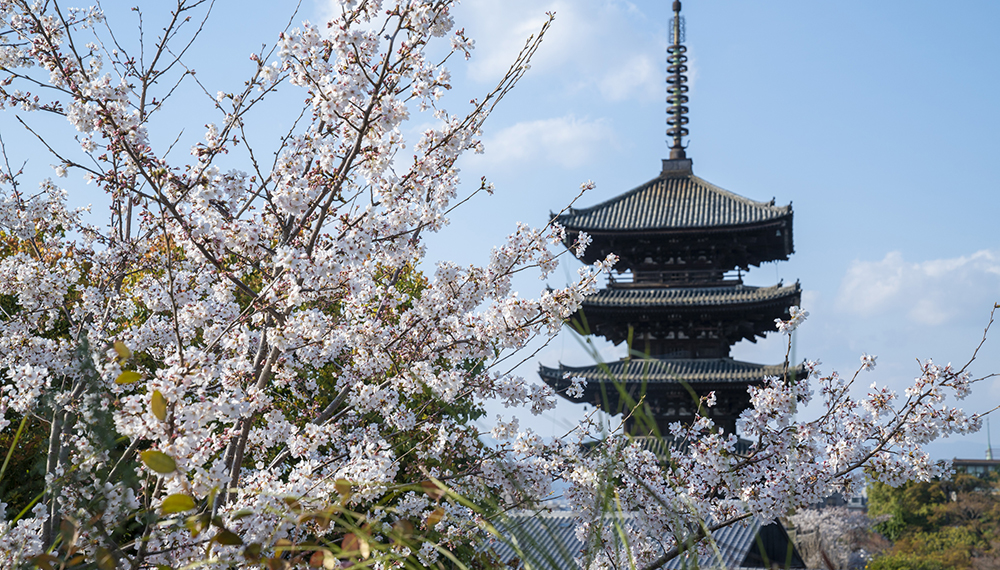 Spring SAKURA Lounge