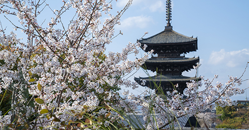 Spring SAKURA Lounge