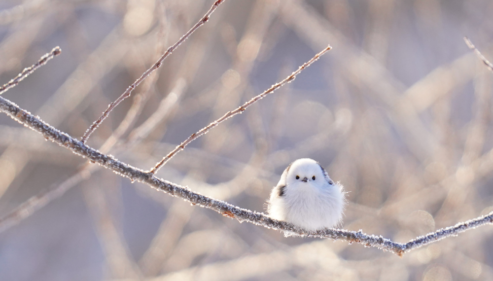 雪の妖精「シマエナガ」と過ごす、とことん！シマエナガ旅2025