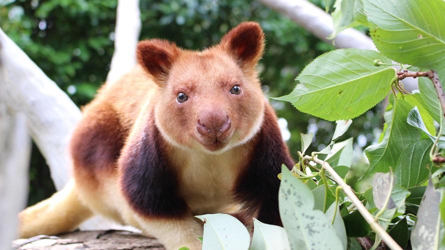 世界1周の動物旅行へ よこはま動物園ズーラシア入園引換券付き宿泊プラン 新横浜プリンスホテル