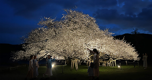 湖畔の一本桜で一足『遅い』お花見　夜桜BAR OPEN